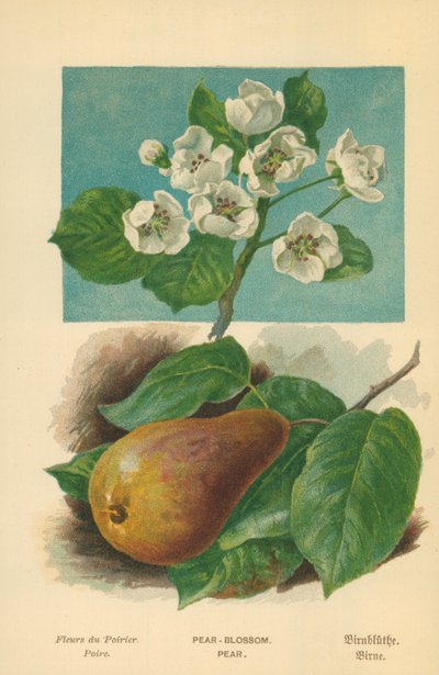Fleur de poirier - William Henry James Boot