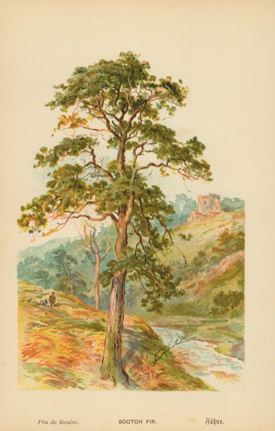 Pin sylvestre - William Henry James Boot