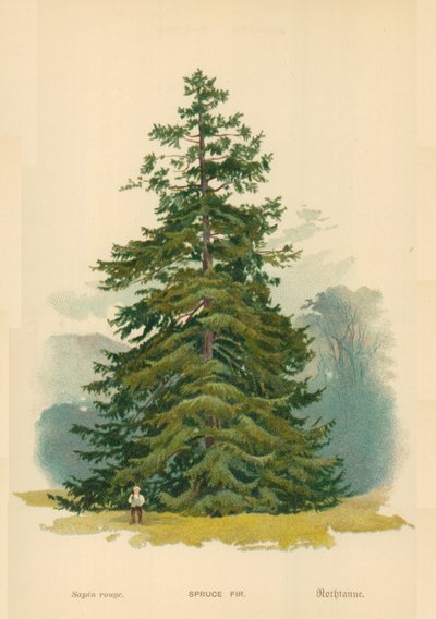 Sapin - William Henry James Boot