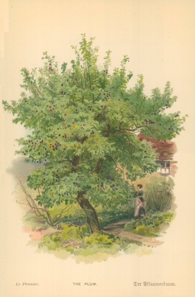 La Prune - William Henry James Boot