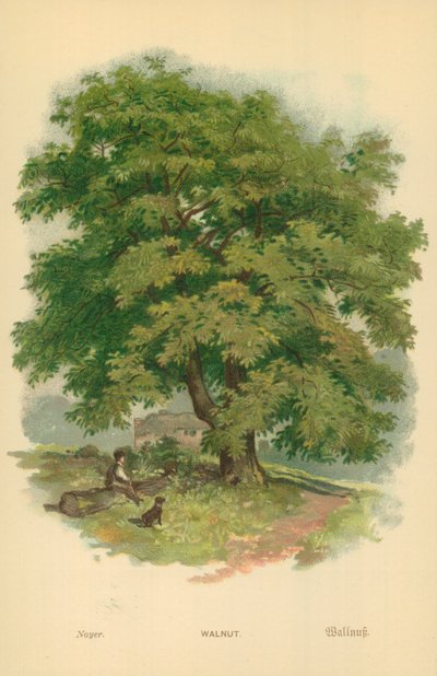 Noyer - William Henry James Boot