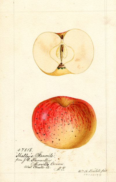 Pommes préférées de Shelleys (Malus domestica) (aquarelle) - William Henry Prestele