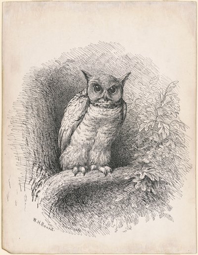 Chouette - William Holbrook Beard