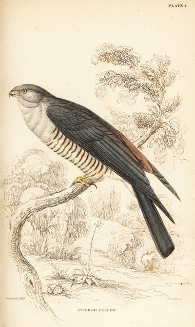 Busautour à tête grise ou faucon coucou, Aviceda cuculoides - William Home Lizars