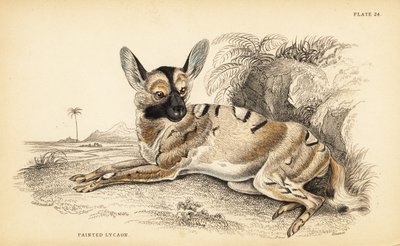 Lycaon, Lycaon pictus, en danger - William Home Lizars