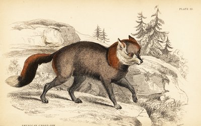 Renard croisé américain, Vulpes vulpes - William Home Lizars