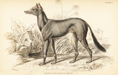Lévrier arabe, Canis lupus familiaris - William Home Lizars
