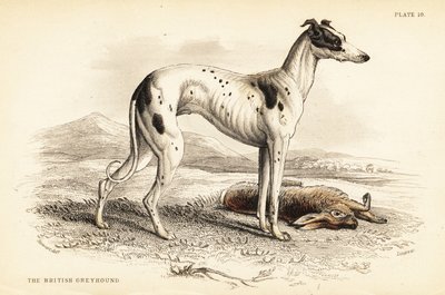 Lévrier britannique, Canis lupus familiaris (Canis leporarius) - William Home Lizars