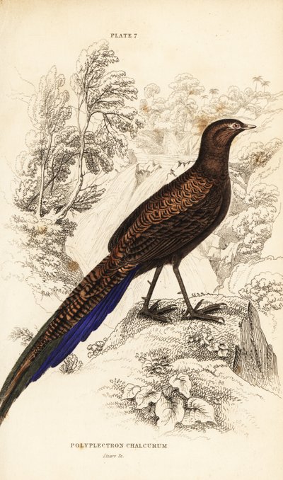 Faisan à queue de bronze ou faisan paon de Sumatra - William Home Lizars