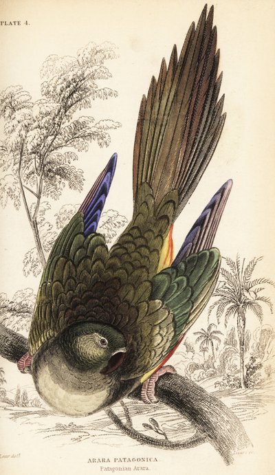 Perroquet fouisseur ou conure de Patagonie, Cyanoliseus patagonus - William Home Lizars