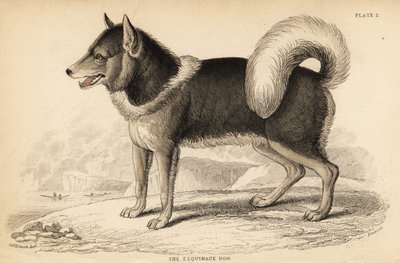 Chien esquimau canadien ou qimmiq, Canis lupus familiaris - William Home Lizars