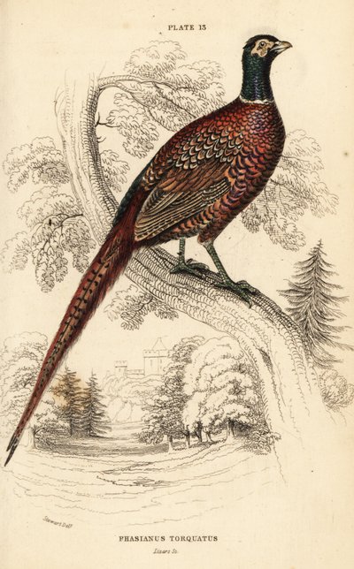 Faisan commun (à collier), Phasianus colchicus torquatus (Phasianus torquatus) - William Home Lizars