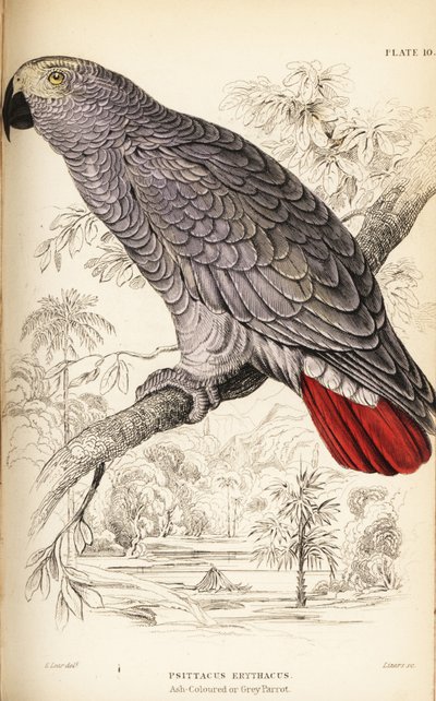 Perroquet gris du Congo, Psittacus erythacus - William Home Lizars