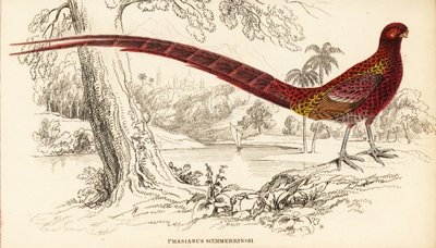 Faisan cuivré ou faisan de Soemmerring, Syrmaticus soemmerringii (Phasianus soemmerringii) - William Home Lizars