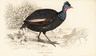 Pintade huppée, Guttera pucherani (Numida cristata) - William Home Lizars