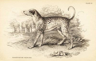Chien dalmatien ou chien de carrosse, Canis lupus familiaris - William Home Lizars