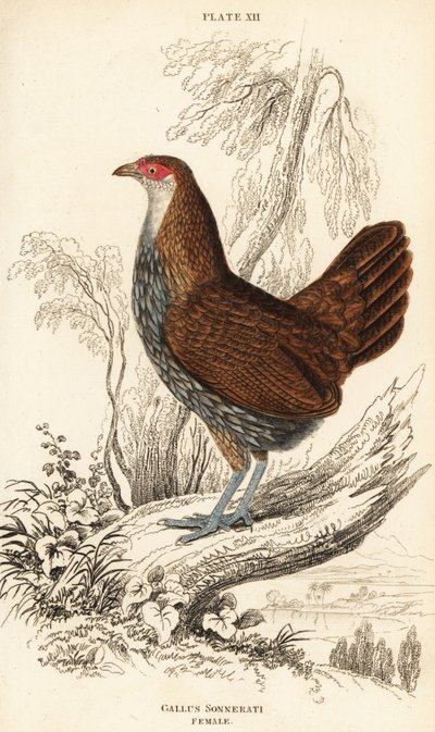 Poule de Sonnerat ou poule de jungle grise, Gallus sonneratii (Gallus sonnerati) - William Home Lizars