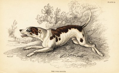 Chien de chasse, Canis lupus familiaris - William Home Lizars