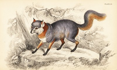 Renard gris, Urocyon cinereoargenteus - William Home Lizars