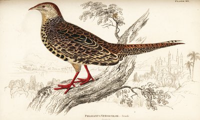 Faisan versicolore ou faisan vert japonais, femelle, Phasianus versicolor - William Home Lizars