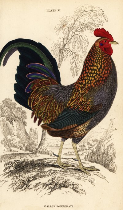 Coq de Sonnerat, Gallus sonneratii (Gallus sonnerati) - William Home Lizars