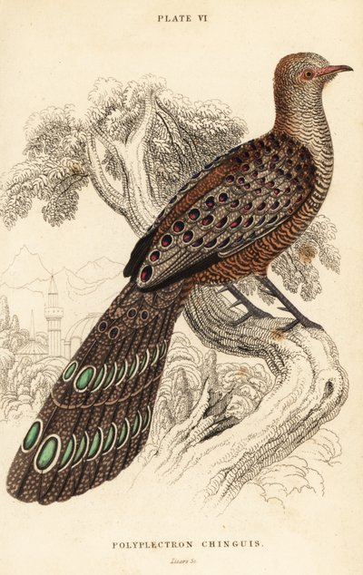 Faisan paon gris ou faisan paon birman, Polyplectron bicalcaratum - William Home Lizars