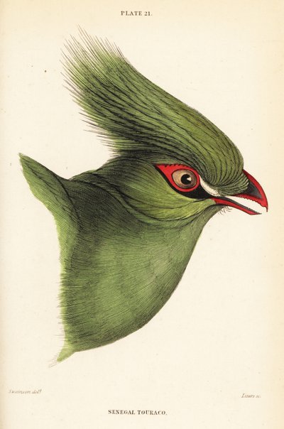 Tête du touraco de Guinée, Tauraco persa buffoni - William Home Lizars