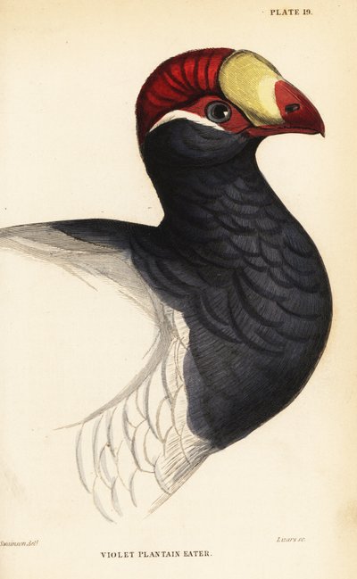 Tête du touraco violet, Mangeur de bananes violet, Musophaga violacea - William Home Lizars