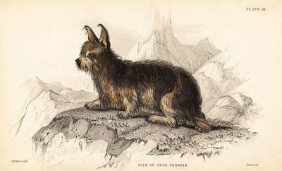 Terrier de l