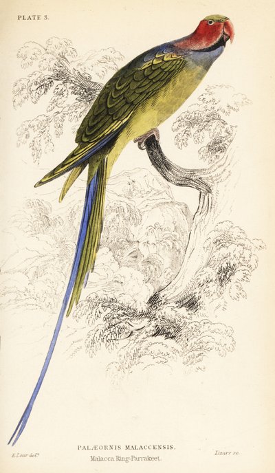 Perruche à longue queue, Psittacula longicauda - William Home Lizars