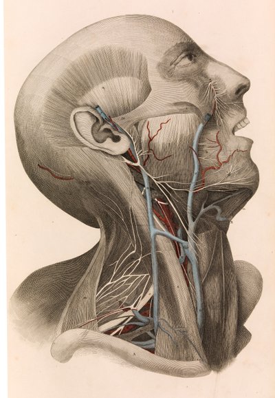 Muscles et circulation de la tête et du cou, 1822-26 - William Home Lizars