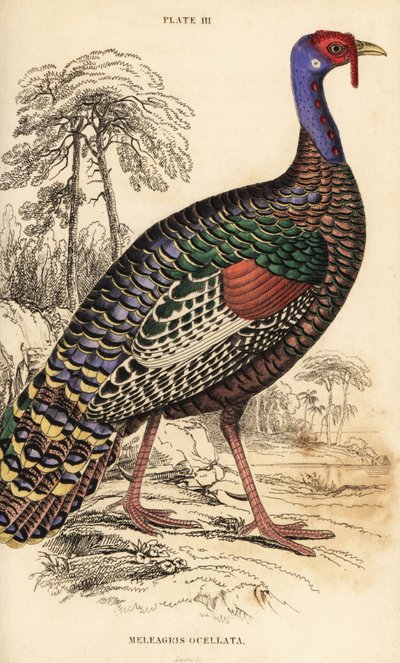 Dindon ocellé, Meleagris ocellata - William Home Lizars