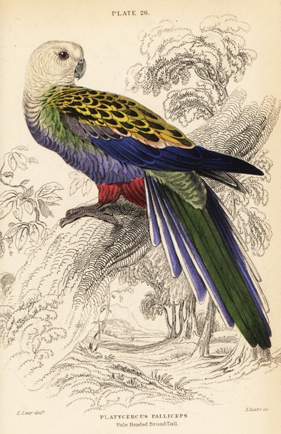 Perruche à tête pâle (palliceps), Platycercus adscitus palliceps - William Home Lizars