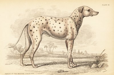 Parent du chien de carrosse moderne, Canis lupus familiaris - William Home Lizars
