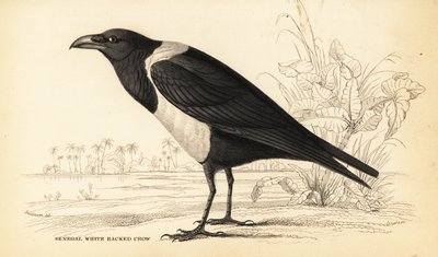 Corbeau pie, Corvus albus - William Home Lizars
