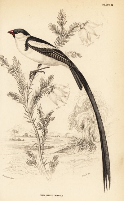 Veuve à queue épinglée, Vidua macroura (Veuve à bec rouge, Vidua erythrorhynchus) - William Home Lizars