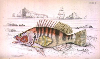 Planche 17 Serbanus Scriba (Île de Baziluzzo), gravé par l