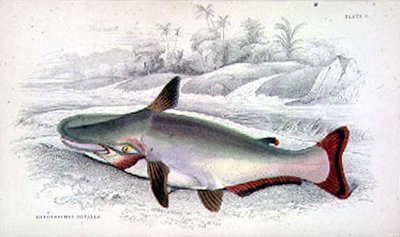Planche 9 Hypothalmus Davalla gravée par l