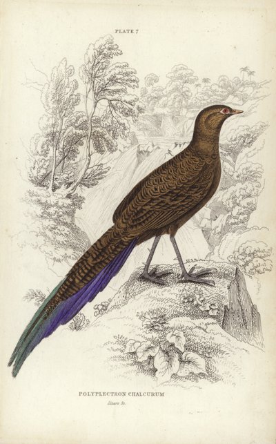 Polyplectron Chalcurum - William Home Lizars