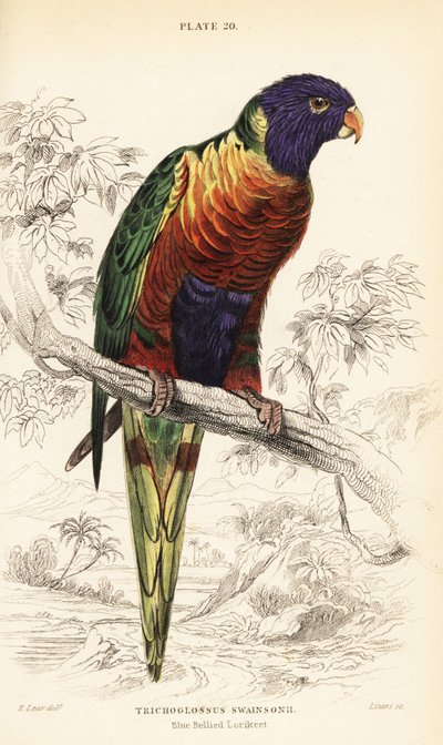 Loriquet arc-en-ciel, Trichoglossus moluccanus - William Home Lizars