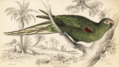 Ara à épaulettes rouges, Diopsittaca nobilis - William Home Lizars