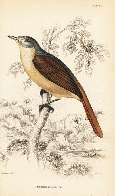 Bulbul grimpant à queue rouge, Phyllastrephus scandens - William Home Lizars
