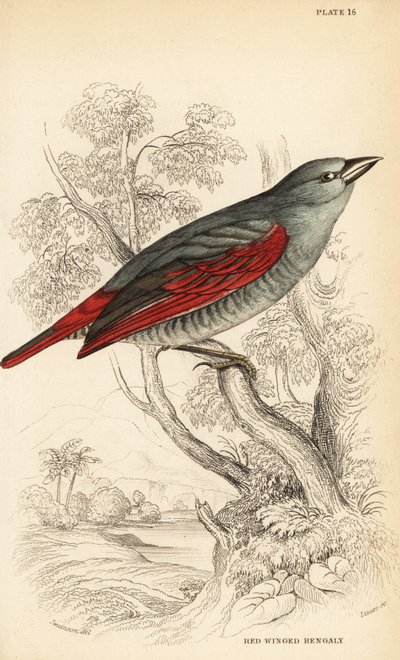 Pytilie à ailes rouges, Pytilia phoenicoptera (Bengali à ailes rouges, Pytilia phaenicoptera) - William Home Lizars
