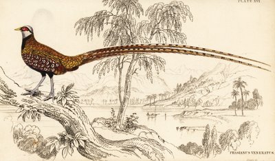 Faisan de Reeves, Syrmaticus reevesii - William Home Lizars
