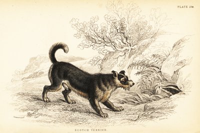 Terrier écossais ou terrier écossais, Canis lupus familiaris (Canis terrarius) - William Home Lizars