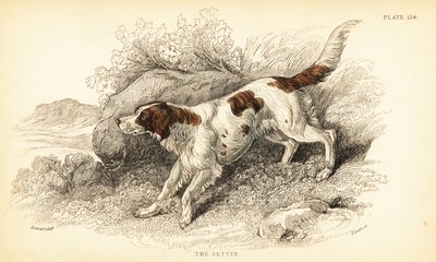 Setter, Canis lupus familiaris (Canis index) - William Home Lizars