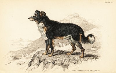 Chien de berger ou chien de berger, Canis lupus familiaris (Canis domesticus) - William Home Lizars