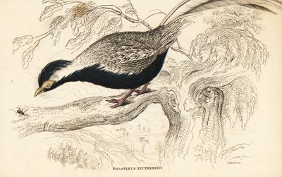 Faisan argenté, Lophura nycthemera (Phasianus nycthemerus) - William Home Lizars