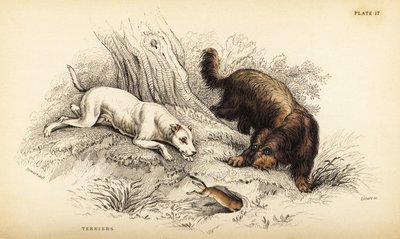 Terrier à poil lisse et terrier écossais ou à poil dur, Canis lupus familiaris (Canis terrarius) - William Home Lizars