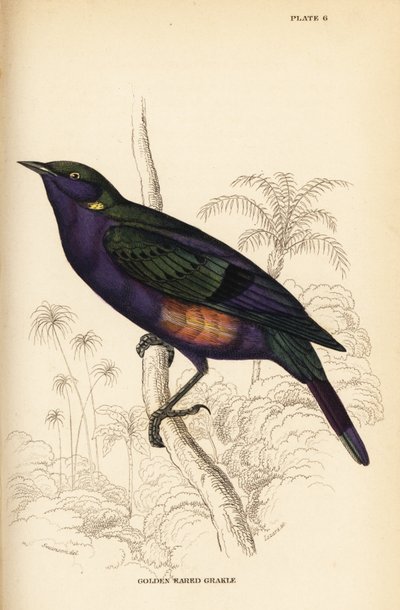 Choucador splendide (Sénégal), Lamprotornis splendidus chrysonotis (Grakle à oreilles dorées, Lamprotornis chrysonotis) - William Home Lizars
